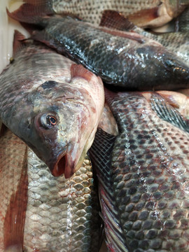 羅非魚