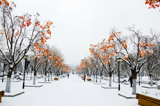 鞍山孟泰公園雪地路成排楓樹雪景