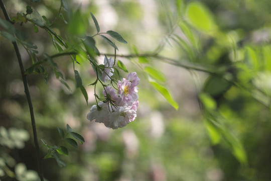 薔薇花