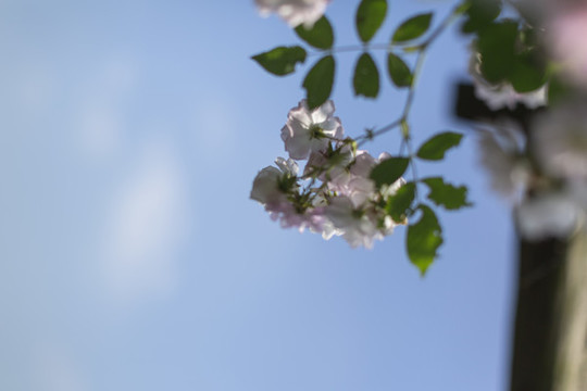 薔薇花