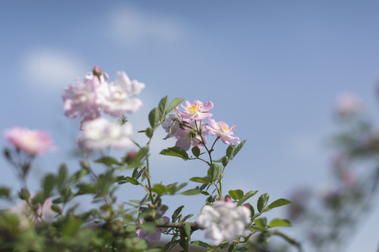 薔薇花