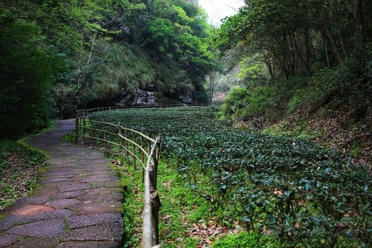 武夷山茶園