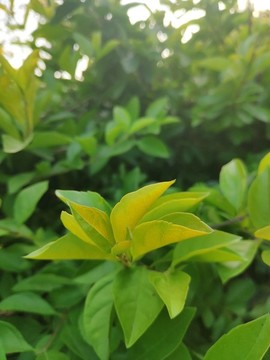 小草春意盎然