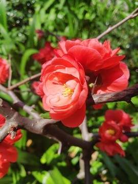 曇華寺木瓜花