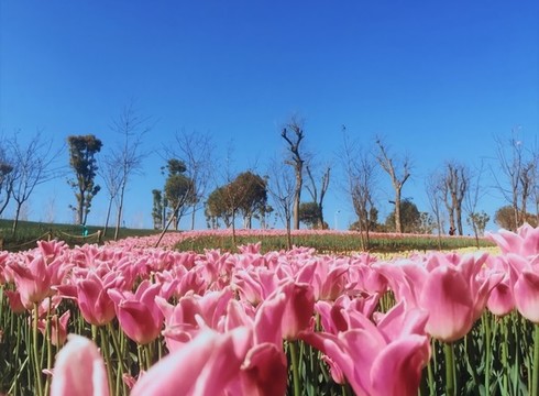 百合花