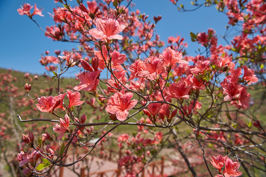 杜鵑花