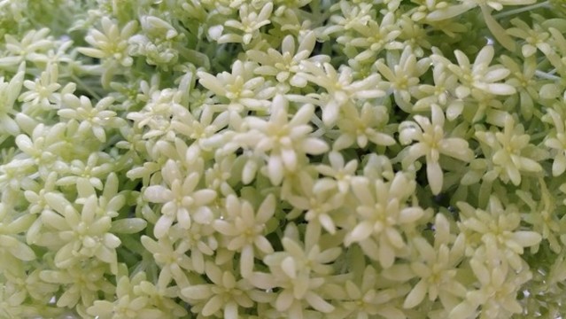 黃金草
