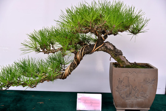 盆景植物