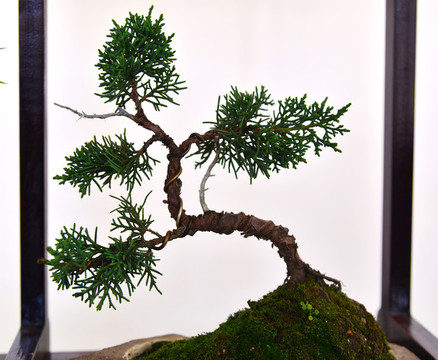 盆景植物