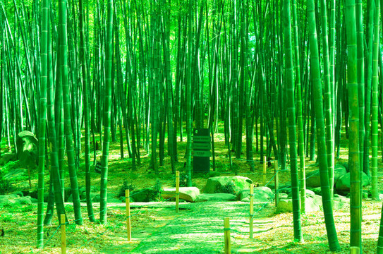 竹林