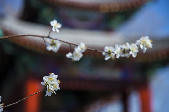 頤和園