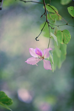 宮粉紫荊