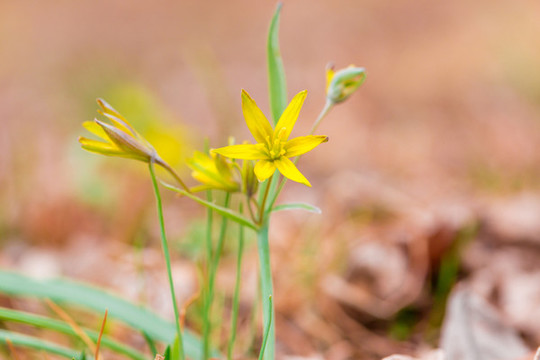 盛開(kāi)的頂冰花