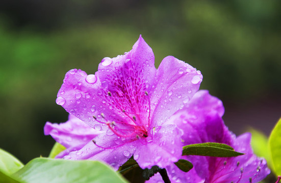 花瓣