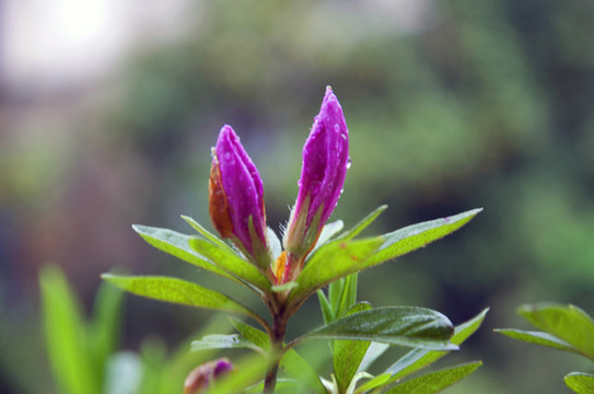 花蕾