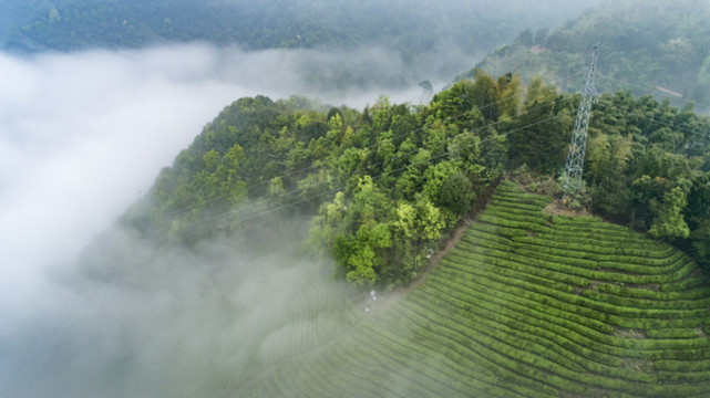 高山茶場(chǎng)