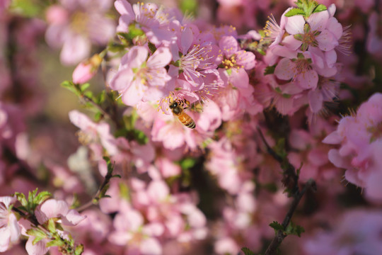 蜜蜂