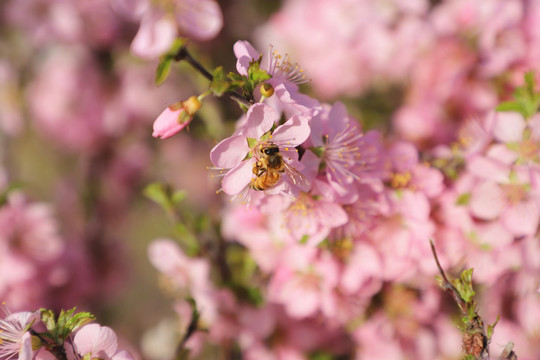 蜜蜂