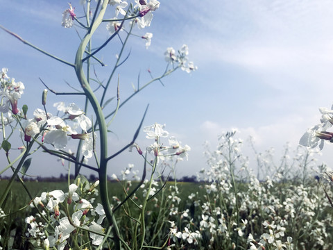 藍天下田野里的白色油菜花枝