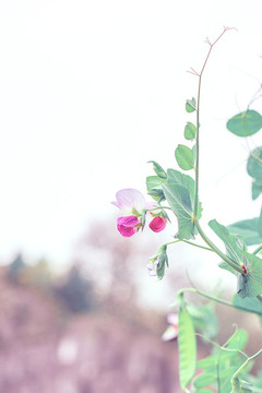 春季開花結(jié)果的荷蘭豆