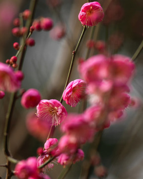 紅梅