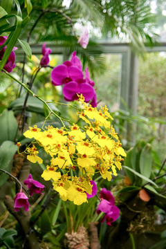 蘭花園