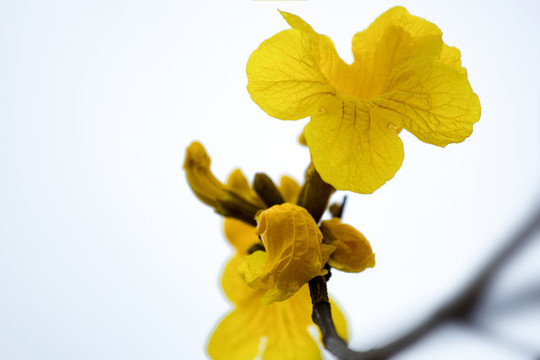 黃花風鈴木