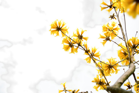 黃花風(fēng)鈴木