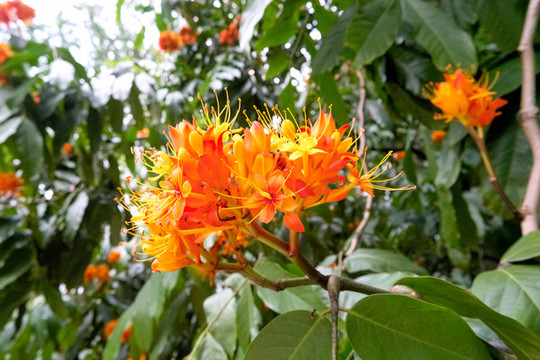 無憂花