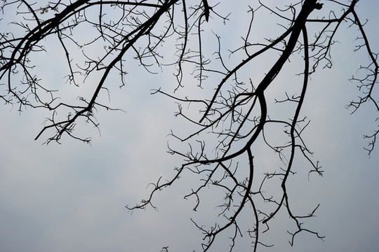 樹枝