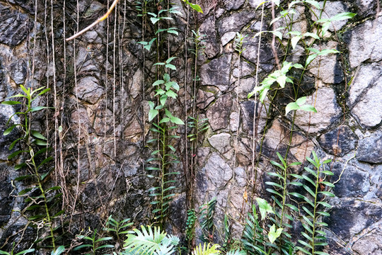 綠植墻