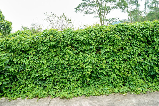 綠植籬笆