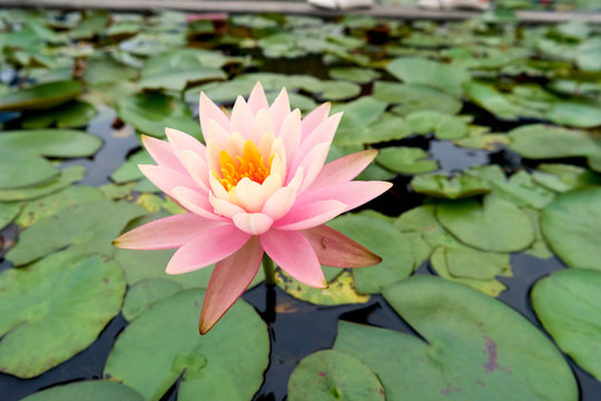 蓮花