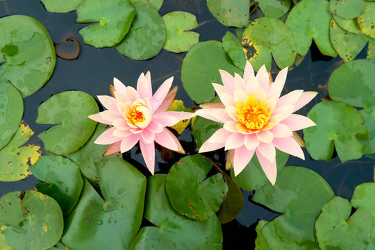 蓮花