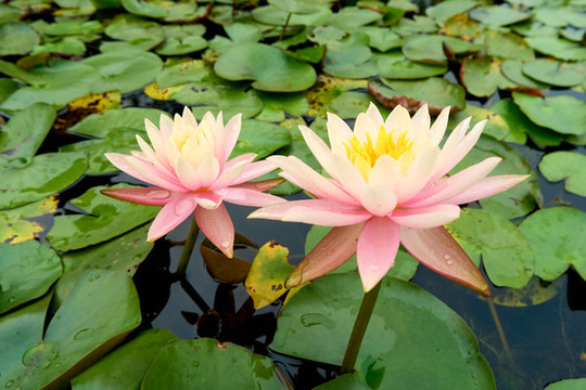 蓮花