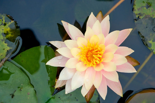 蓮花
