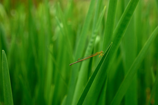 蜻蜓