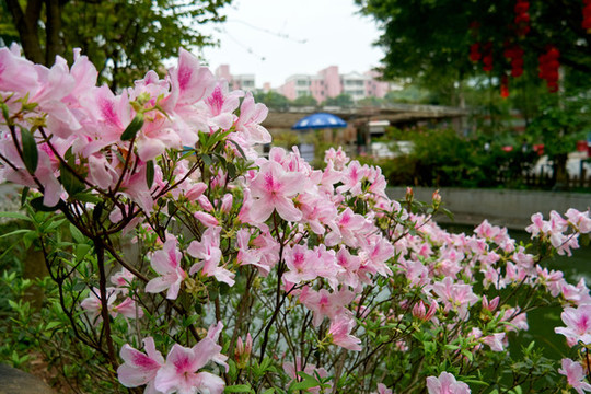 錦繡杜鵑