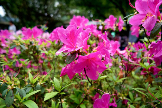 錦繡杜鵑
