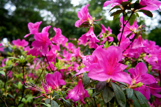 錦繡杜鵑