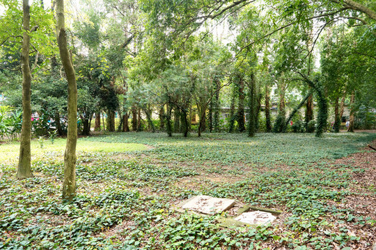公園小樹林