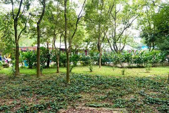 公園小樹林