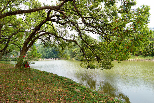 公園小湖