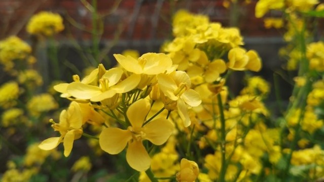 油菜花花卉