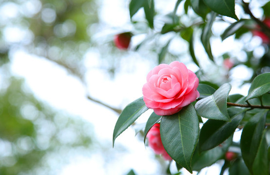 茶花
