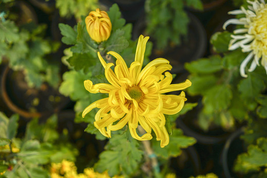 菊花高清大圖