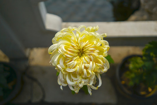 菊花高清大圖
