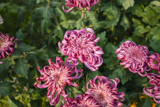 菊花高清大圖