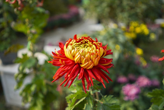 菊花高清大圖