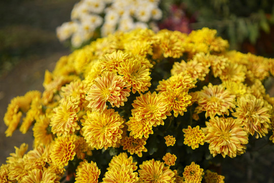菊花高清大圖